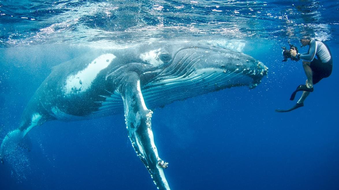 Dreaming of Swimming with Wild Cetaceans? 3 Responsible Destinations to Consider