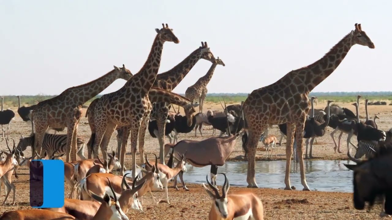 What can you do to help protect endangered plants and animals? - In ...