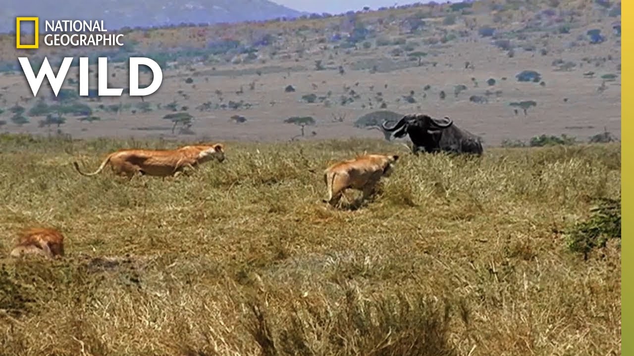 What is social hunting and how does it help animals to hunt together ...