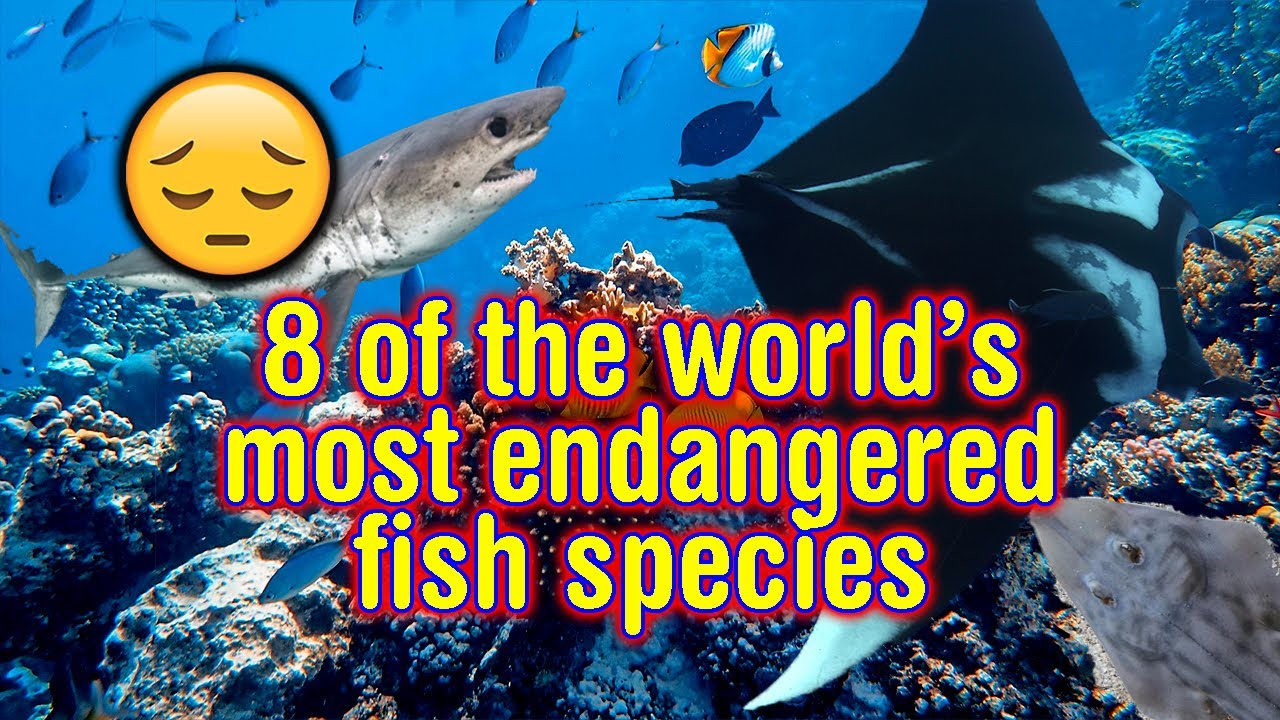 Incredible Fish Which fish are most endangered? - In Your Travel