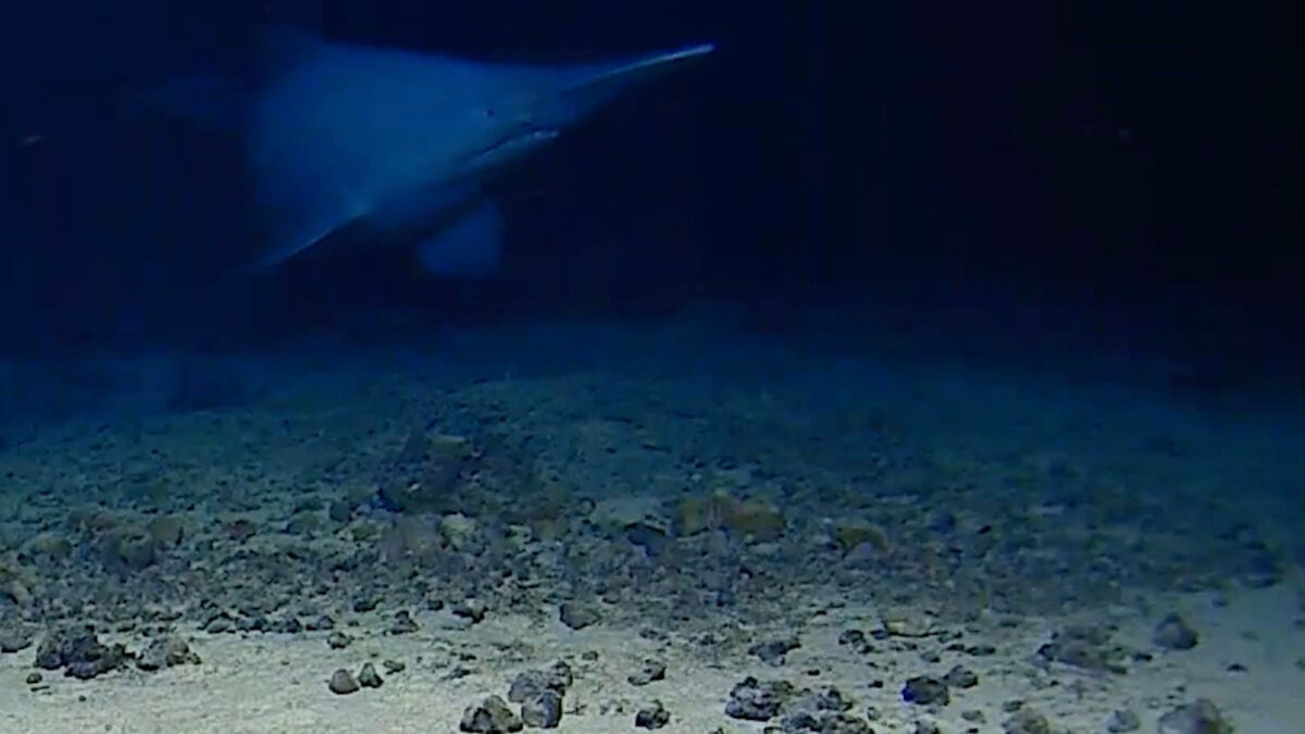 The Rose-Tinted Phantom: A Glimpse into the Ocean's Ancient Heart