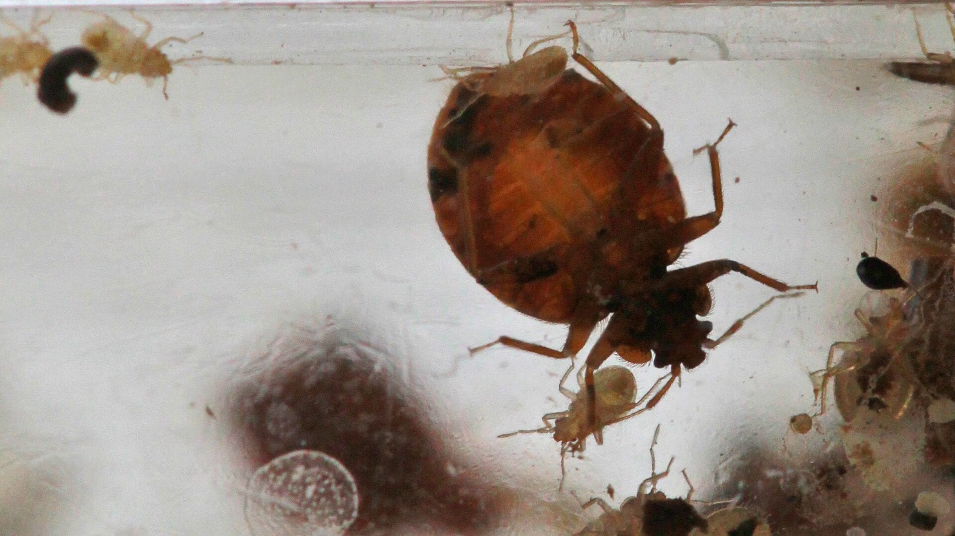 The Unbelievable Paradox: A Bed Bug Agency Battling an Infestation While Denying Remote Work